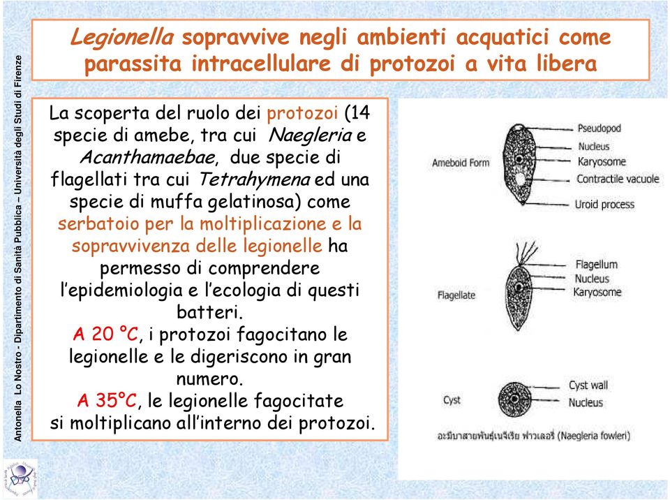 serbatoio per la moltiplicazione e la sopravvivenza delle legionelle ha permesso di comprendere l epidemiologia e l ecologia di questi batteri.