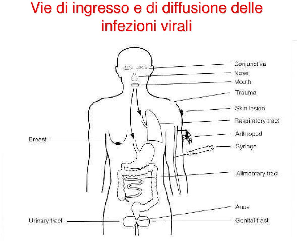 diffusione