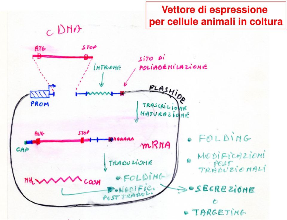 per cellule