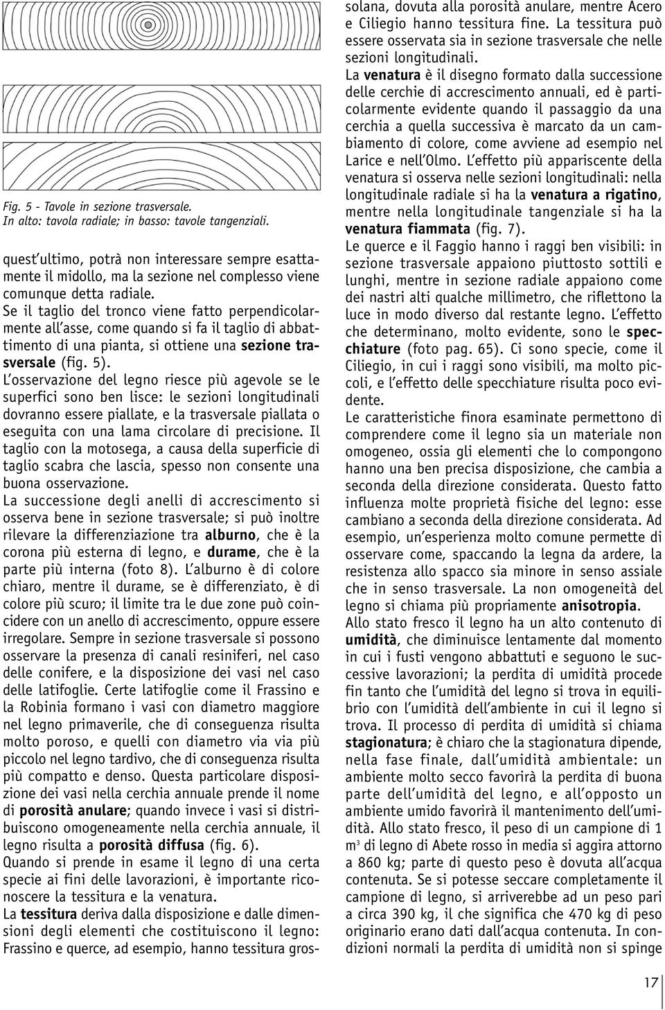 Se il taglio del tronco viene fatto perpendicolarmente all asse, come quando si fa il taglio di abbattimento di una pianta, si ottiene una sezione trasversale (fig. 5).