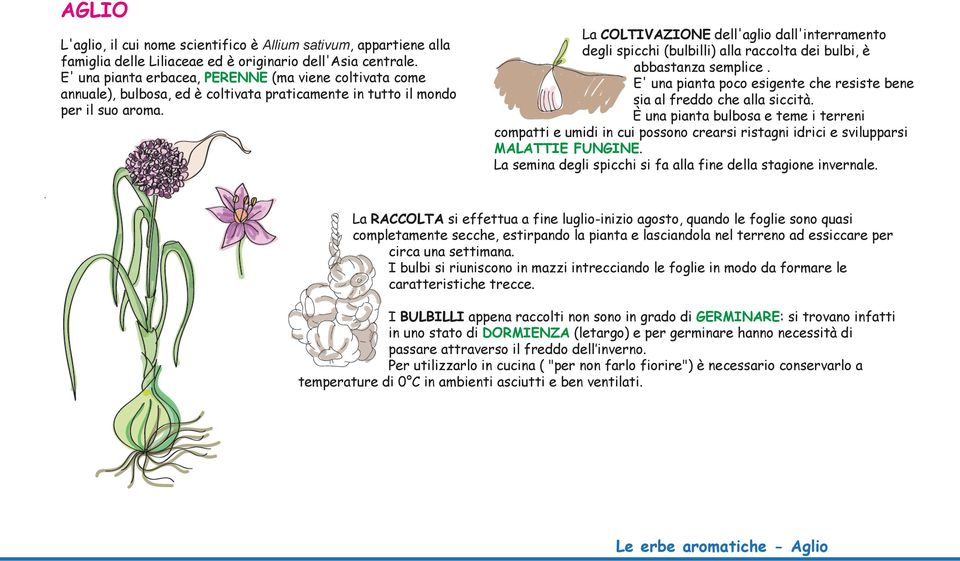 La COLTIVAZIONE dell'aglio dall'interramento degli spicchi (bulbilli) alla raccolta dei bulbi, è abbastanza semplice. E' una pianta poco esigente che resiste bene sia al freddo che alla siccità.