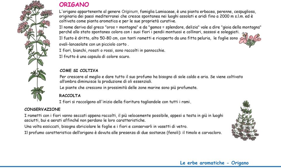 Il nome deriva dal greco "oros = montagna" e da "gamos = splendore, delizia" vale a dire "gioia della montagna" perché allo stato spontaneo colora con i suoi fiori i pendii montuosi e collinari,