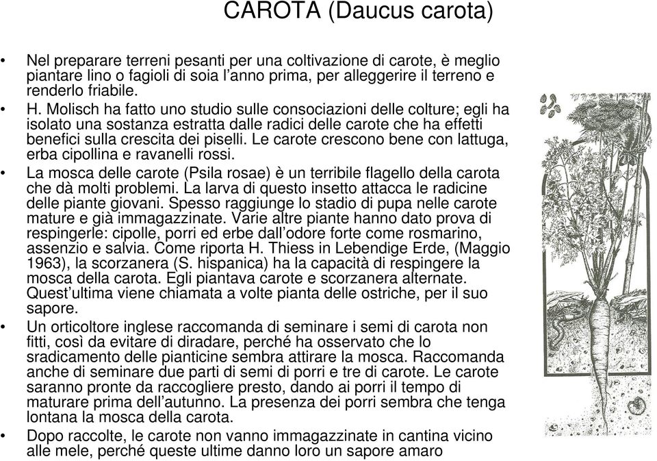 Le carote crescono bene con lattuga, erba cipollina e ravanelli rossi. La mosca delle carote (Psila rosae) è un terribile flagello della carota che dà molti problemi.