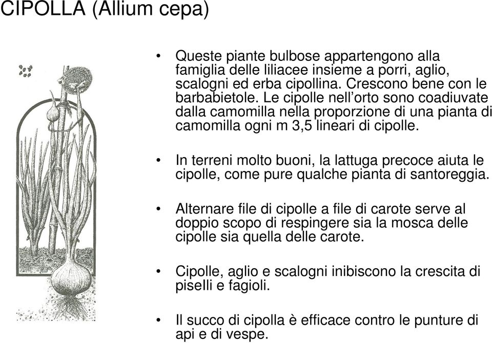 In terreni molto buoni, la lattuga precoce aiuta le cipolle, come pure qualche pianta di santoreggia.