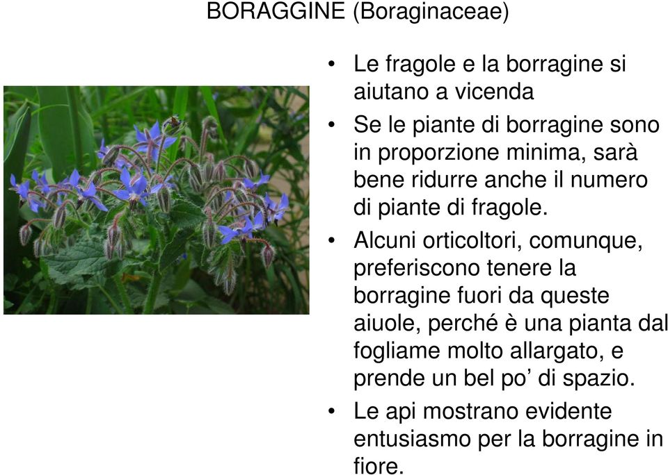 Alcuni orticoltori, comunque, preferiscono tenere la borragine fuori da queste aiuole, perché è una