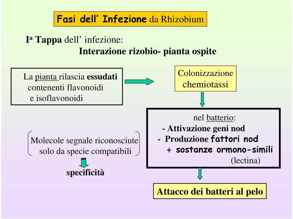 riconosciute solo da specie compatibili specificità Colonizzazione chemiotassi nel batterio: -