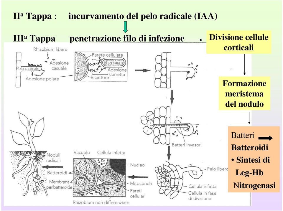 Divisione cellule corticali Formazione meristema