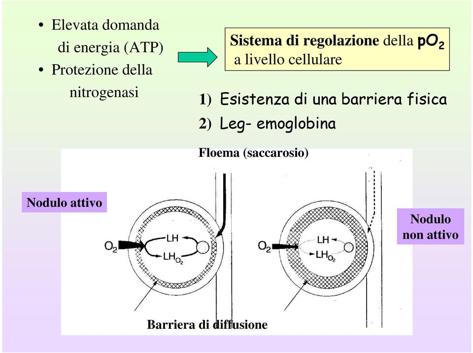 Esistenza di una barriera fisica 2) Leg- emoglobina Floema