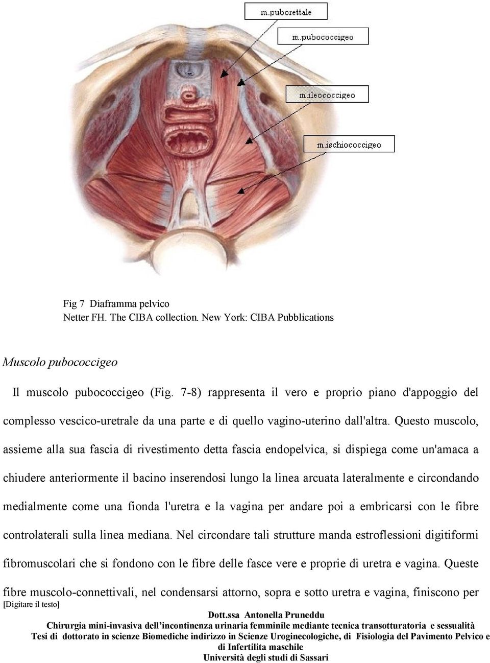 Questo muscolo, assieme alla sua fascia di rivestimento detta fascia endopelvica, si dispiega come un'amaca a chiudere anteriormente il bacino inserendosi lungo la linea arcuata lateralmente e