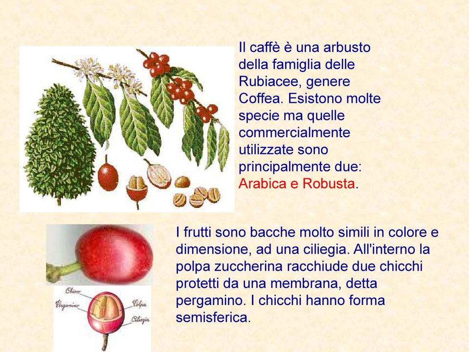 Robusta. I frutti sono bacche molto simili in colore e dimensione, ad una ciliegia.