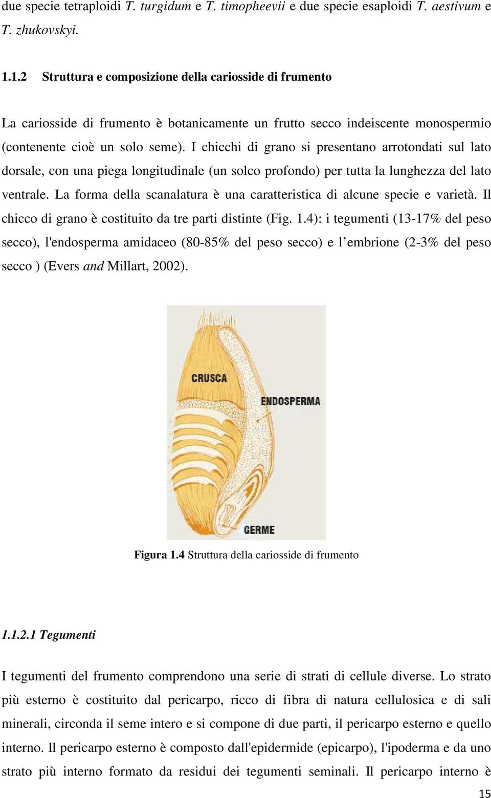 I chicchi di grano si presentano arrotondati sul lato dorsale, con una piega longitudinale (un solco profondo) per tutta la lunghezza del lato ventrale.