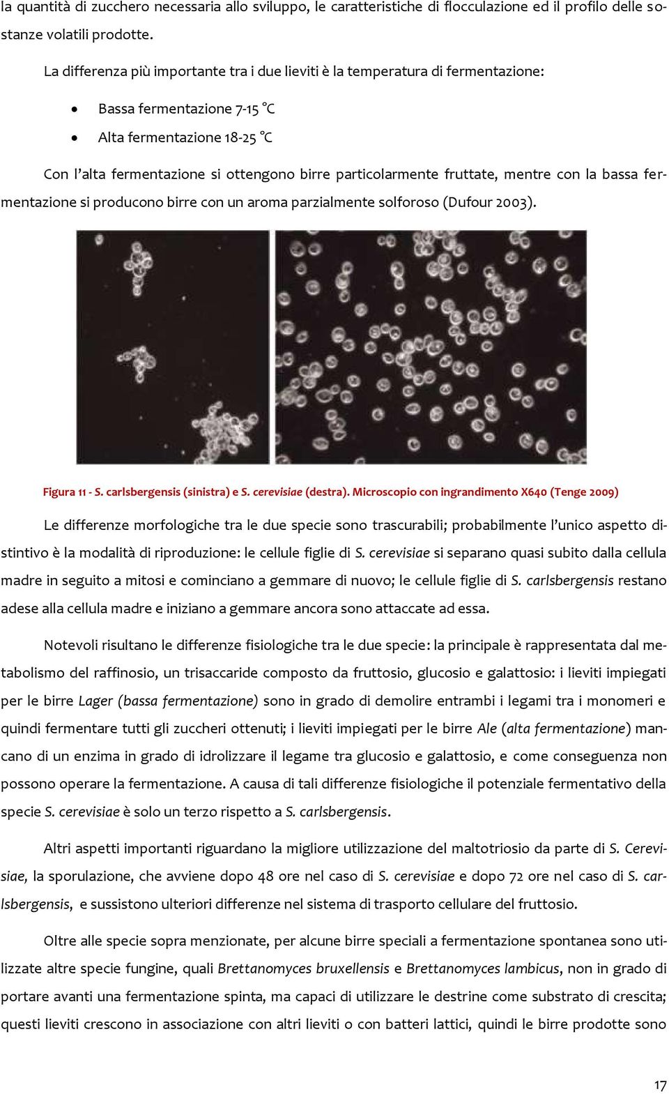 fruttate, mentre con la bassa fermentazione si producono birre con un aroma parzialmente solforoso (Dufour 2003). Figura 11 - S. carlsbergensis (sinistra) e S. cerevisiae (destra).