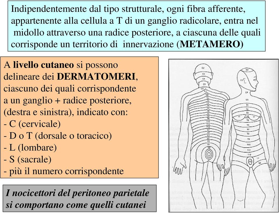 delineare dei DERMATOMERI, ciascuno dei quali corrispondente a un ganglio + radice posteriore, (destra e sinistra), indicato con: - C