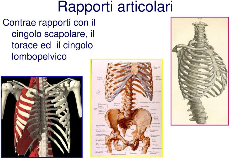 torace ed il cingolo