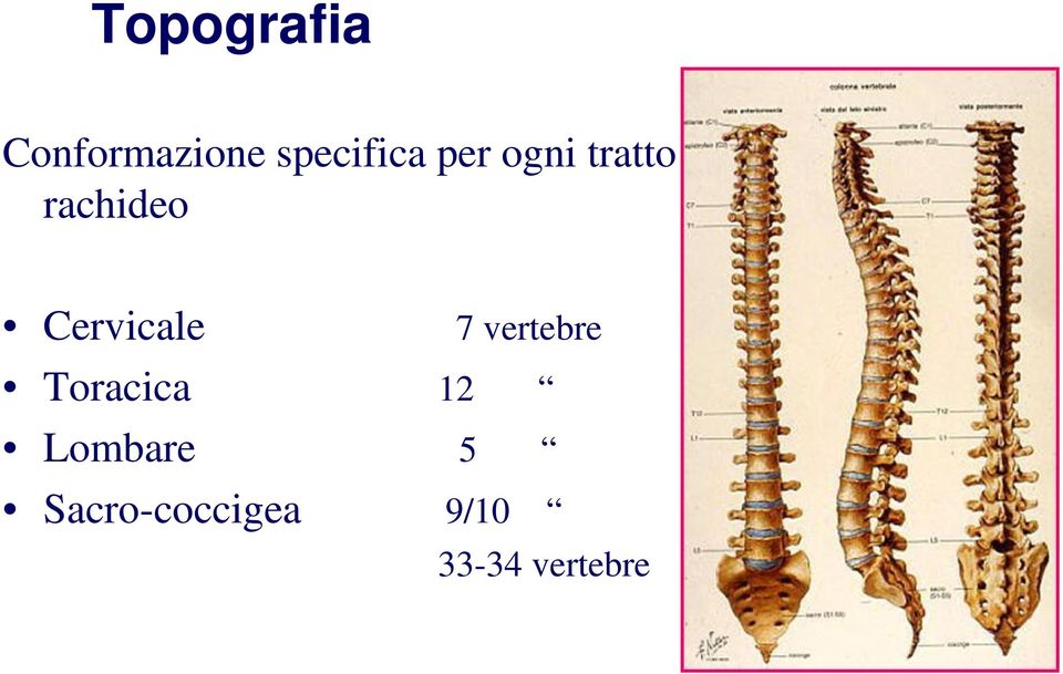 7 vertebre Toracica 12 Lombare 5