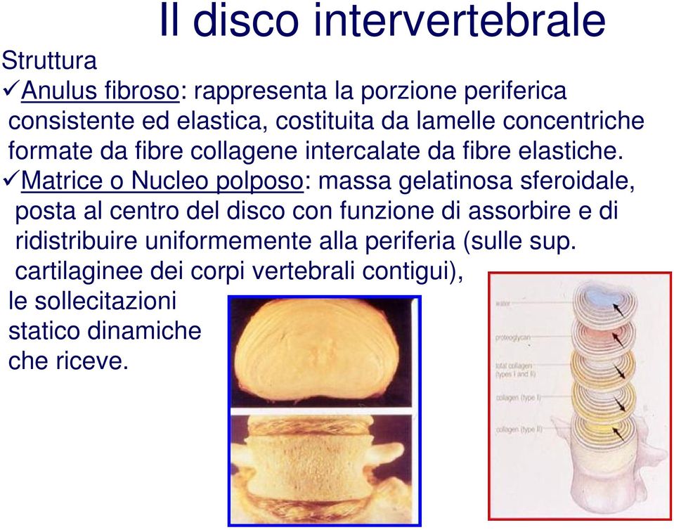 Matrice o Nucleo polposo: massa gelatinosa sferoidale, posta al centro del disco con funzione di assorbire e di