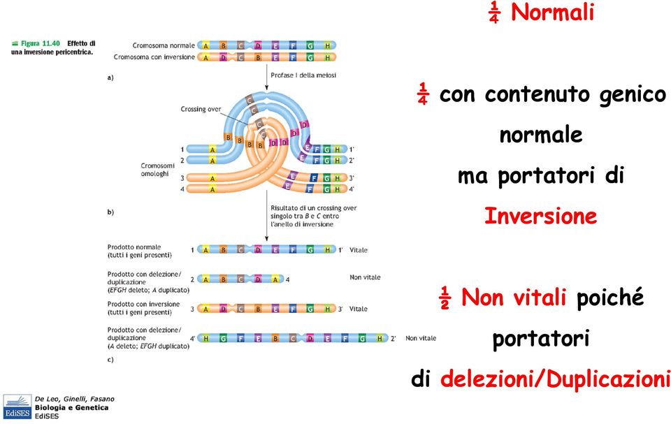 Inversione ½ Non vitali poiché