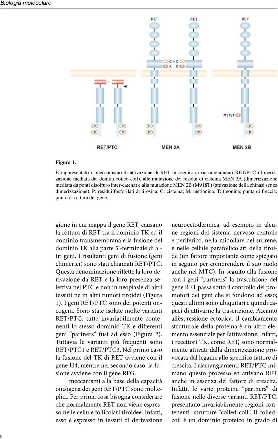 (dimerizzazione mediata da ponti disolfuro inter-catena) e alla mutazione MEN 2B (M918T) (attivazione della chinasi senza dimerizzazione).