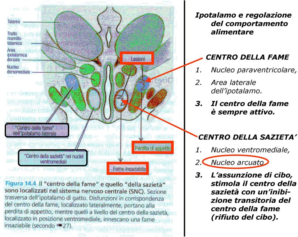Il centro della fame è sempre attivo. CENTRO DELLA SAZIETA 1. Nucleo ventromediale, 2.