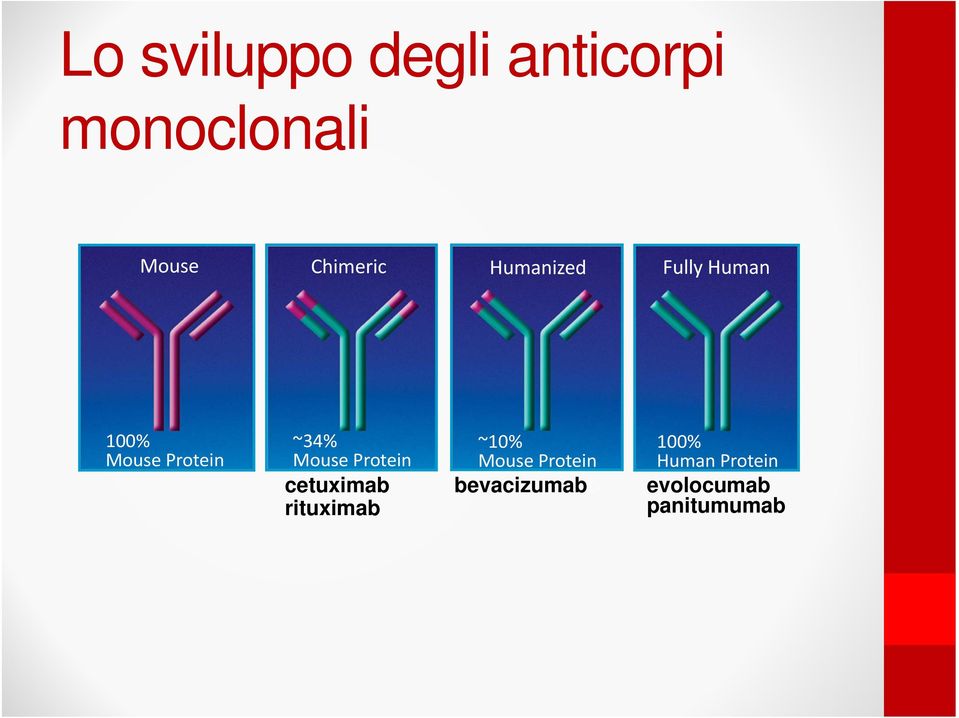 ~34% Mouse Protein cetuximab rituximab ~10% Mouse