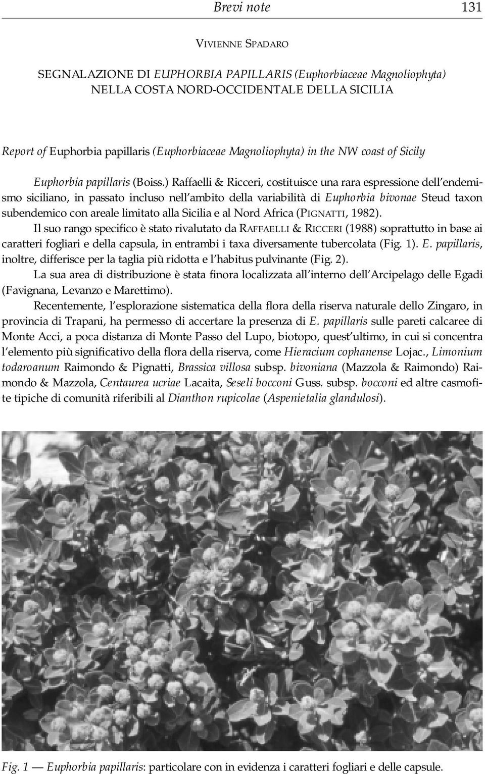 ) Raffaelli & Ricceri, costituisce una rara espressione dell endemismo siciliano, in passato incluso nell ambito della variabilità di Euphorbia bivonae Steud taxon subendemico con areale limitato