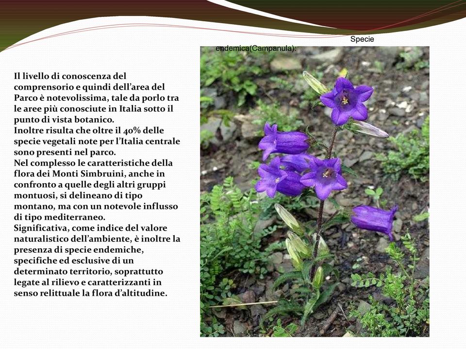 Nel complesso le caratteristiche della flora dei Monti Simbruini, anche in confronto a quelle degli altri gruppi montuosi, si delineano di tipo montano, ma con un notevole influsso di tipo