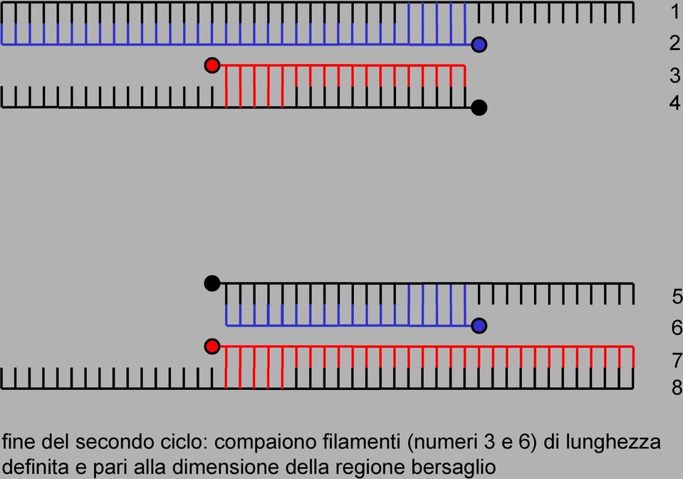 3 e 6) di lunghezza definita e pari