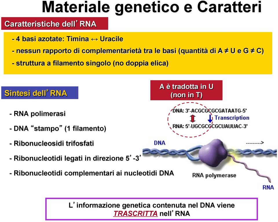 è tradotta in U (non in T) - RNA polimerasi - DNA stampo (1 filamento) - Ribonucleosidi trifosfati - Ribonucleotidi