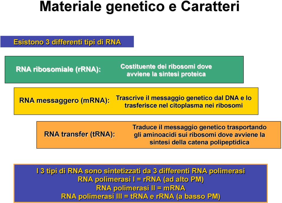 Traduce il messaggio genetico trasportando gli aminoacidi sui ribosomi dove avviene la sintesi della catena polipeptidica I 3 tipi di RNA sono