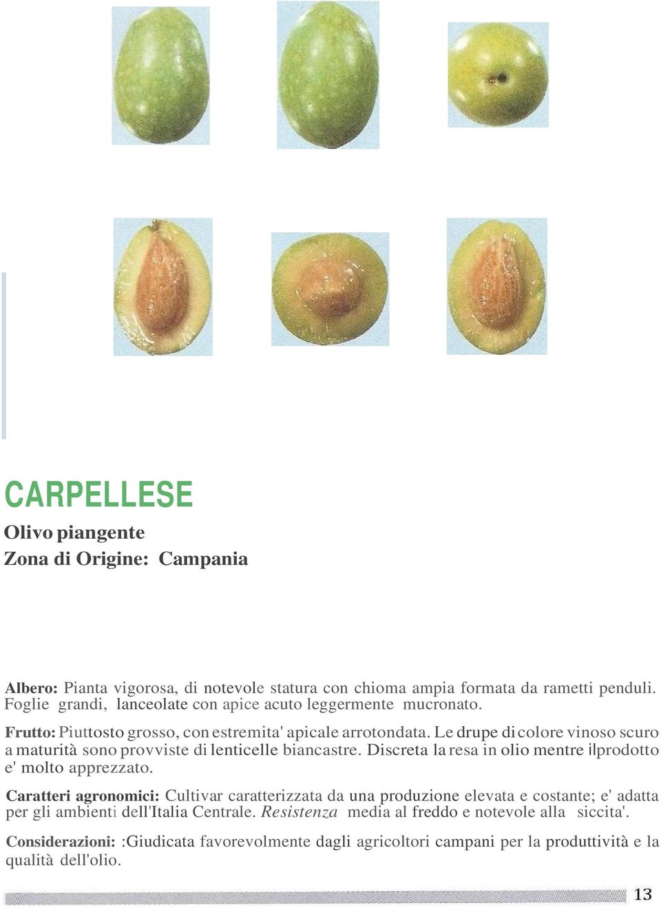 Le drupe di colore vinoso scuro a maturità sono provviste di lenticelle biancastre. Discreta la resa in olio mentre ilprodotto e' molto apprezzato.