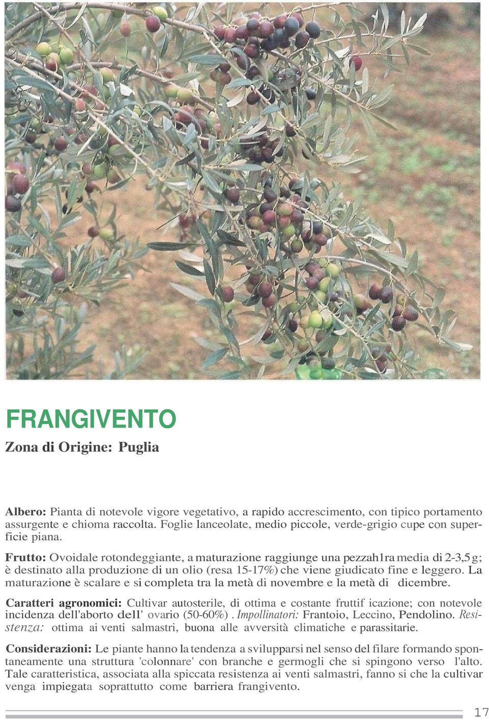 Frutto: Ovoidale rotondeggiante, a maturazione raggiunge una pezzah1ra media di 2-3,5 g; è destinato alla produzione di un olio (resa 15-17%) che viene giudicato fine e leggero.