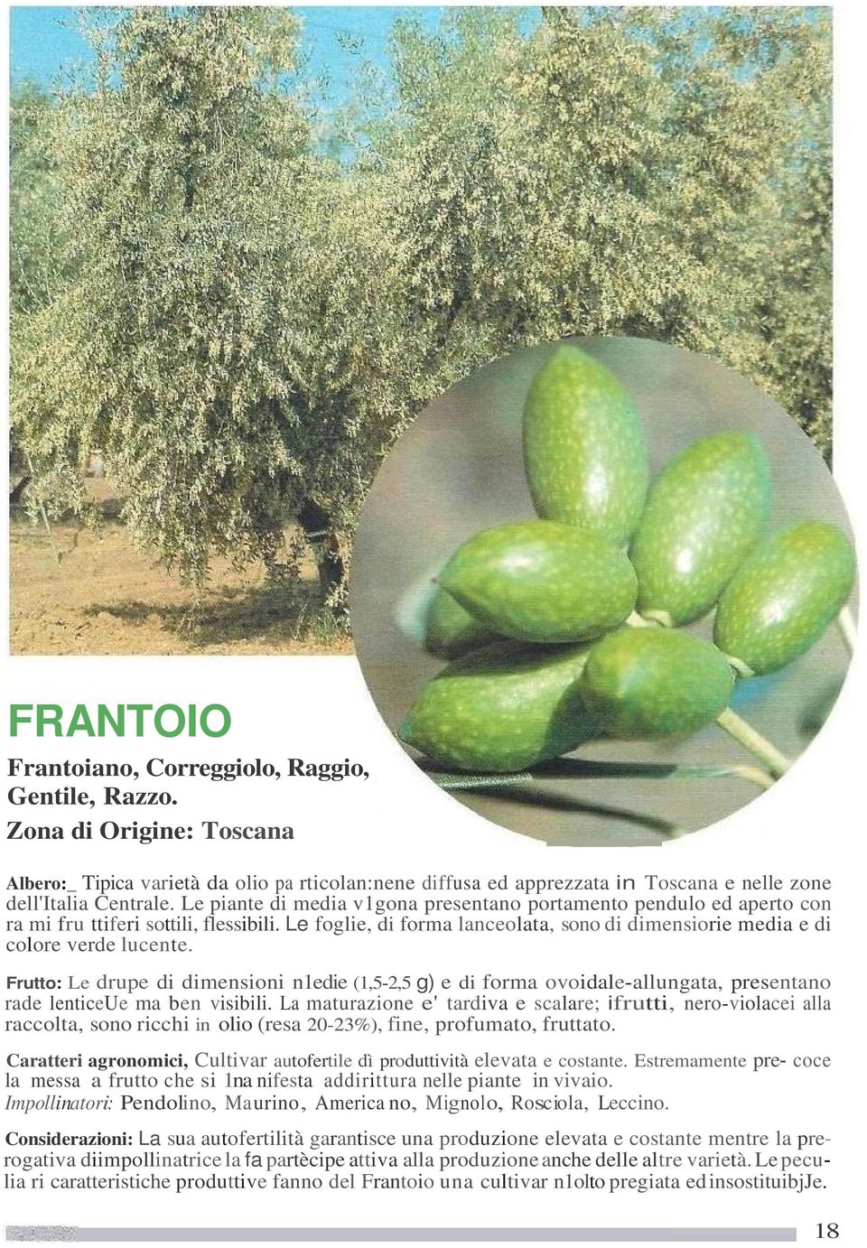 Frutto: Le drupe di dimensioni n1edie (1,5-2,5 g) e di forma ovoidale-allungata, presentano rade lenticeue ma ben visibili.