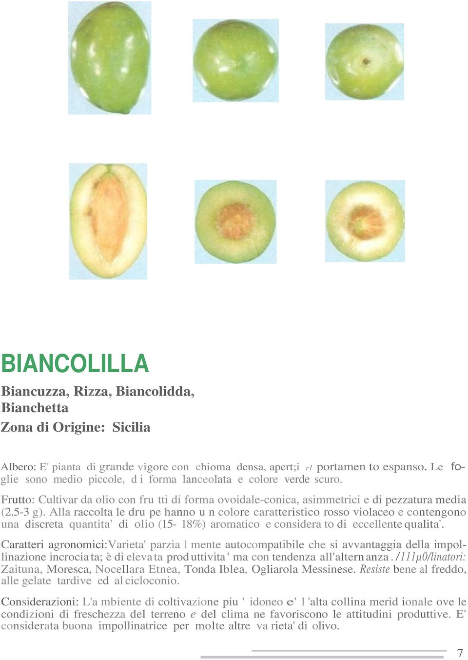 Alla raccolta le dru pe hanno u n colore caratteristico rosso violaceo e contengono una discreta quantita' di olio (15-18%) aromatico e considera to di eccellente qualita'.