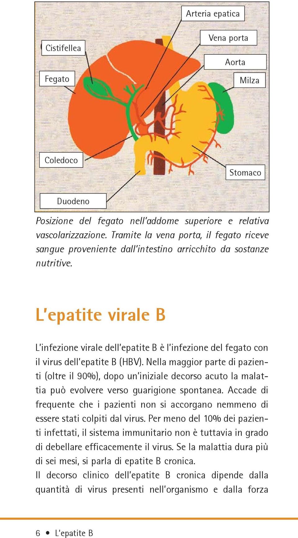 L epatite virale B L infezione virale dell epatite B è l infezione del fegato con il virus dell epatite B (HBV).