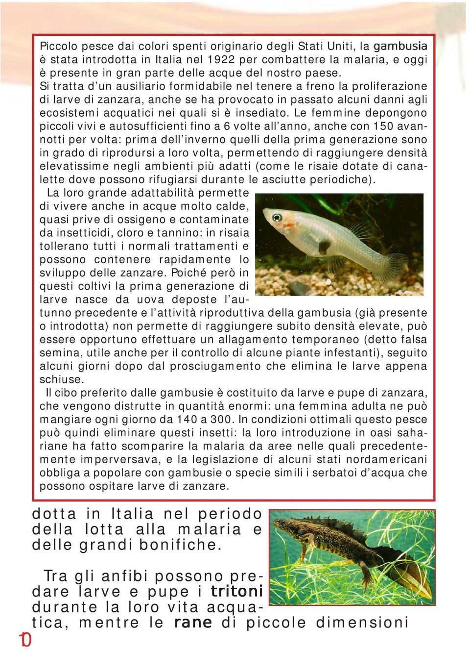 Le femmine depongono piccoli vivi e autosufficienti fino a 6 volte all anno, anche con 150 avannotti per volta: prima dell inverno quelli della prima generazione sono in grado di riprodursi a loro