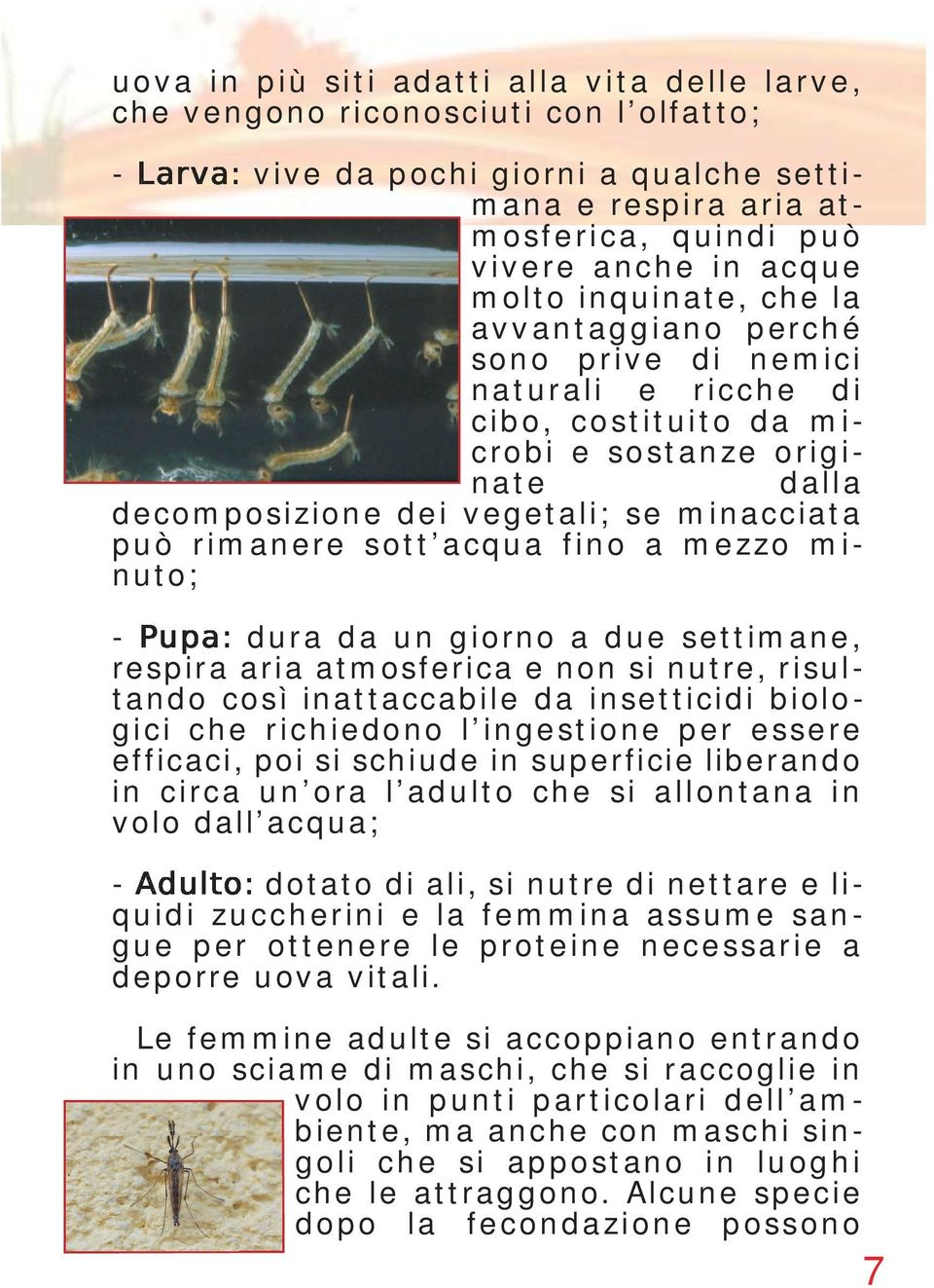 acqua fino a mezzo minuto; - dura da un giorno a due settimane, respira aria atmosferica e non si nutre, risultando così inattaccabile da insetticidi biologici che richiedono l ingestione per essere