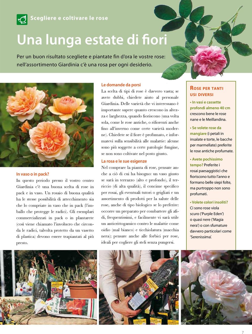 Un rosaio di buona qualità ha le stesse possibilità di attecchimento sia che lo compriate in vaso che in pack (l imballo che protegge le radici).
