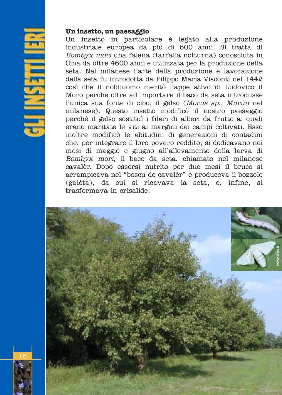 Nel milanese l arte della produzione e lavorazione della seta fu introdotta da Filippo Maria Visconti nel 1442 così che il nobiluomo meritò l appellativo di Ludovico il Moro perché oltre ad importare