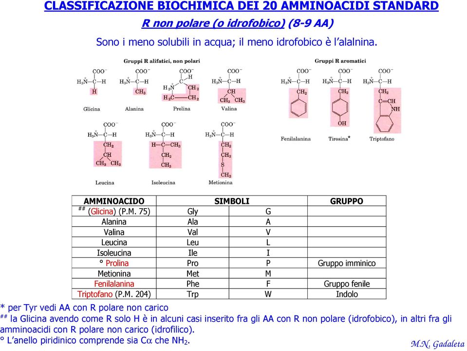 M Fenilalanina Phe F Gruppo fenile Triptofano (P.M. 204) Trp W Indolo * per Tyr vedi AA con R polare non carico ## la Glicina avendo come R solo H è in alcuni