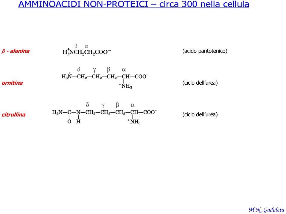 pantotenico) δ γ β α ornitina (ciclo