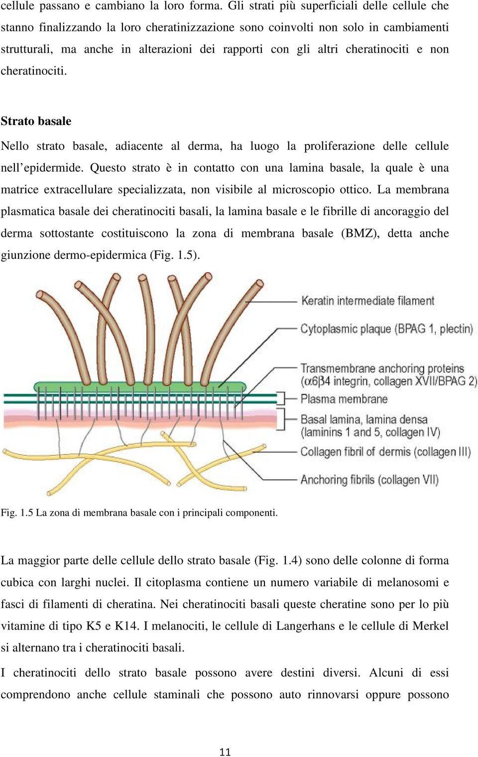 cheratinociti e non cheratinociti. Strato basale Nello strato basale, adiacente al derma, ha luogo la proliferazione delle cellule nell epidermide.