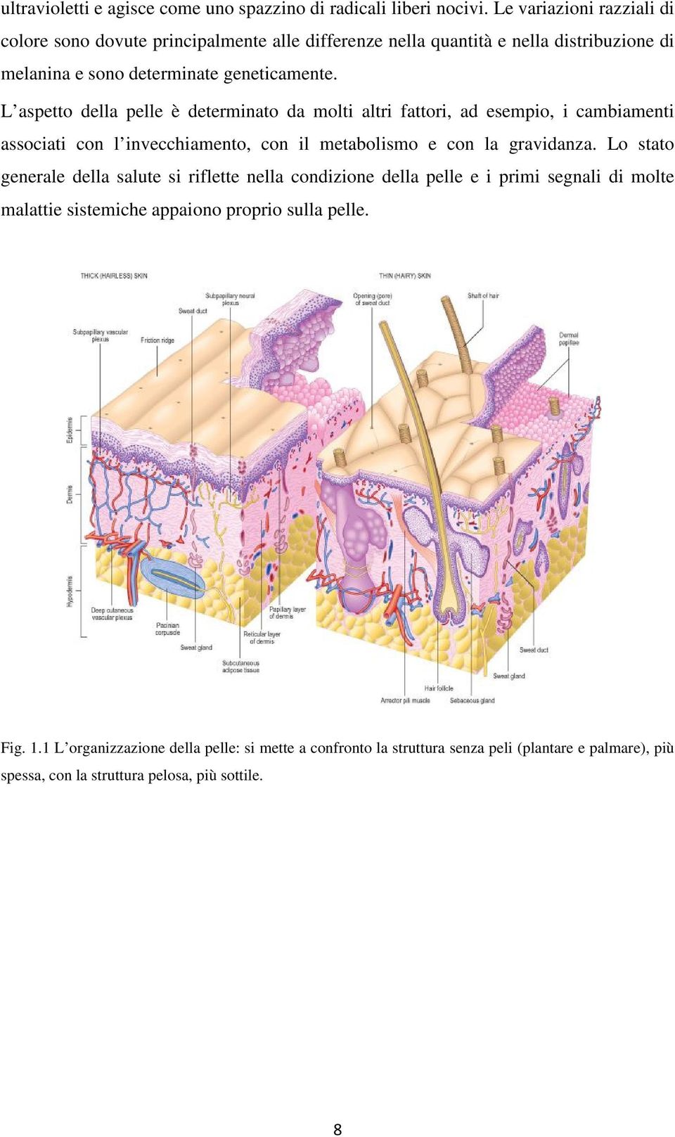 L aspetto della pelle è determinato da molti altri fattori, ad esempio, i cambiamenti associati con l invecchiamento, con il metabolismo e con la gravidanza.