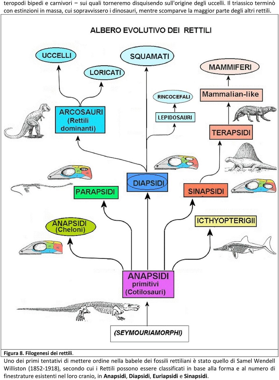 Figura 8. Filogenesi dei rettili.