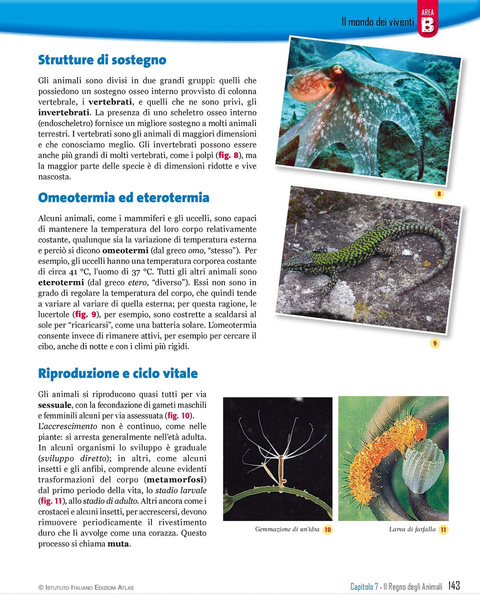 I vertebrati sono gli animali di maggiori dimensioni e che conosciamo meglio. Gli invertebrati possono essere anche più grandi di molti vertebrati, come i polpi (fig.