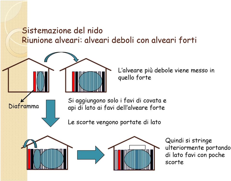 favi di covata e api di lato ai favi dell alveare forte Le scorte vengono