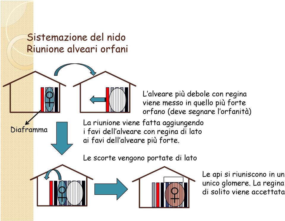 aggiungendo i favi dell alveare con regina di lato ai favi dell alveare più forte.