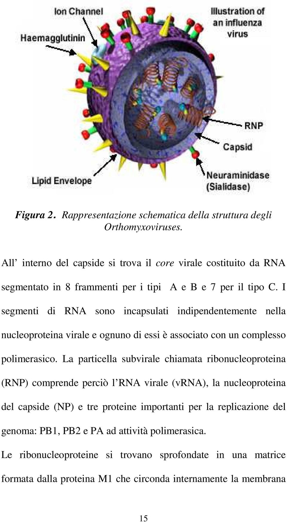 I segmenti di RNA sono incapsulati indipendentemente nella nucleoproteina virale e ognuno di essi è associato con un complesso polimerasico.