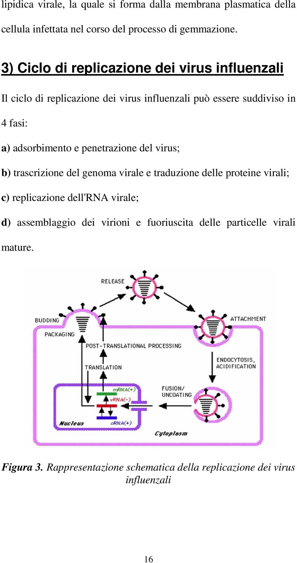 adsorbimento e penetrazione del virus; b) trascrizione del genoma virale e traduzione delle proteine virali; c) replicazione dell'rna