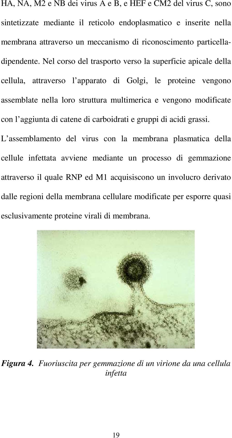 Nel corso del trasporto verso la superficie apicale della cellula, attraverso l apparato di Golgi, le proteine vengono assemblate nella loro struttura multimerica e vengono modificate con l aggiunta