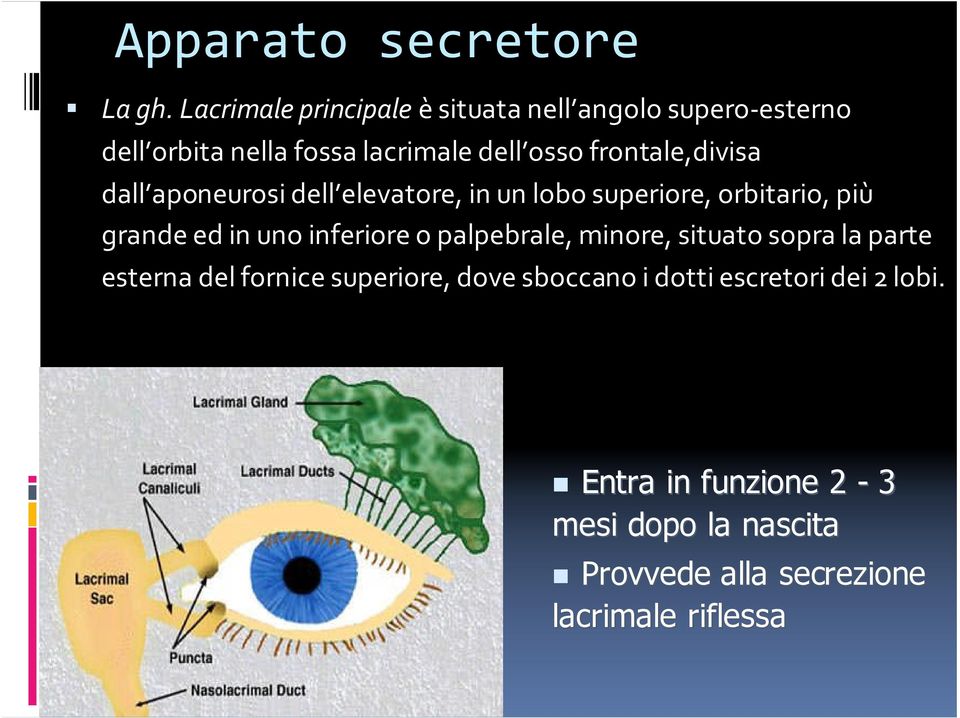 frontale,divisa dall aponeurosi dell elevatore, in un lobo superiore, orbitario, più grande ed in uno inferiore